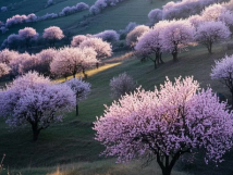 數(shù)九待春歸，亞歐果仁香